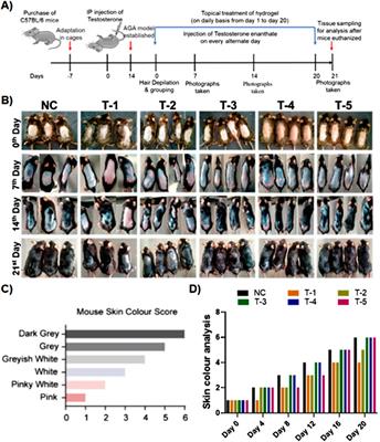 Corrigendum: Stimulation of hair regrowth in an animal model of androgenic alopecia using 2-deoxy-D-ribose